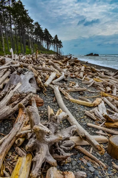 올림픽 워싱턴 태평양의 때쓰러진 나무들의 줄기들 — 스톡 사진