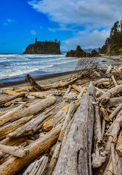 stock image Trunks of fallen trees at low tide on the Pacific Ocean in Olympic, National Park, Washington, USA