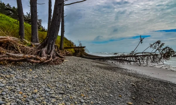 Stämme Umgestürzter Bäume Bei Ebbe Auf Dem Pazifik Olympic Nationalpark — Stockfoto