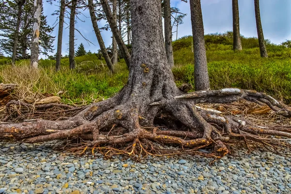 Trunks Fallen Trees Low Tide Pacific Ocean Olympic National Park — Stock Photo, Image