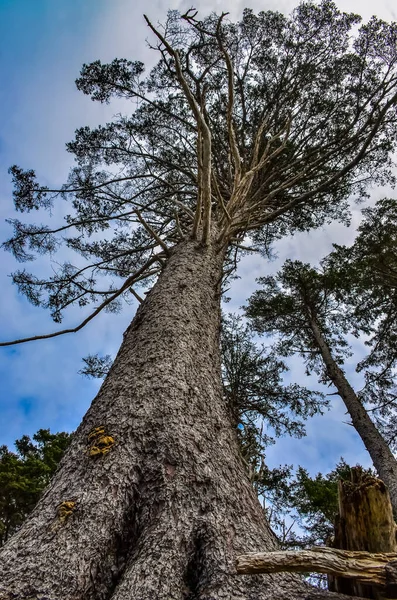 Hoge Naaldbomen Boven Pacifische Kust Olympic National Park Washington — Stockfoto