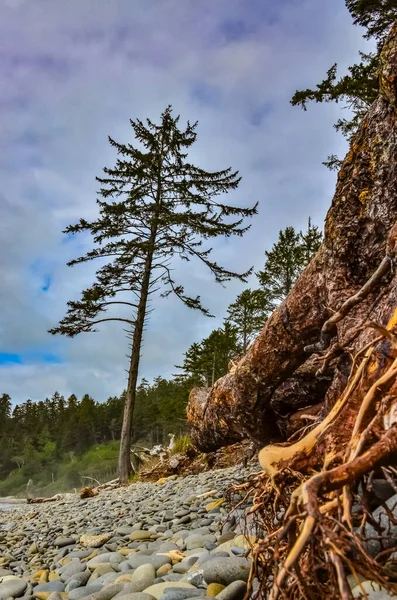 Hoge Naaldbomen Boven Pacifische Kust Olympic National Park Washington — Stockfoto
