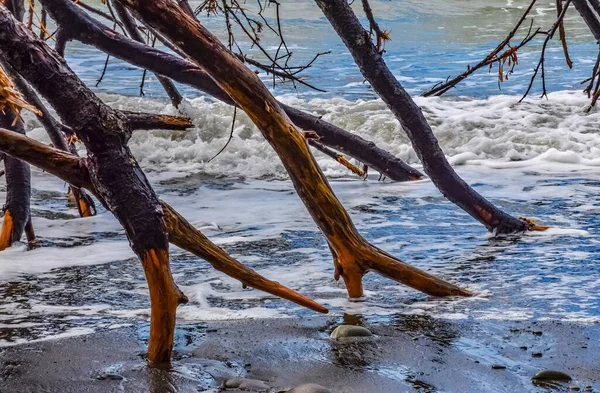 Trunks Fallen Trees Low Tide Pacific Ocean Olympic National Park — Foto Stock