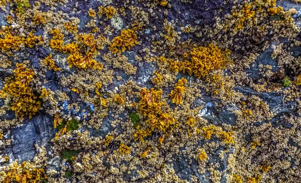 Přetékání Vodních Organismů Balanus Řas Skalách Březích Tichého Oceánu Olympijském — Stock fotografie