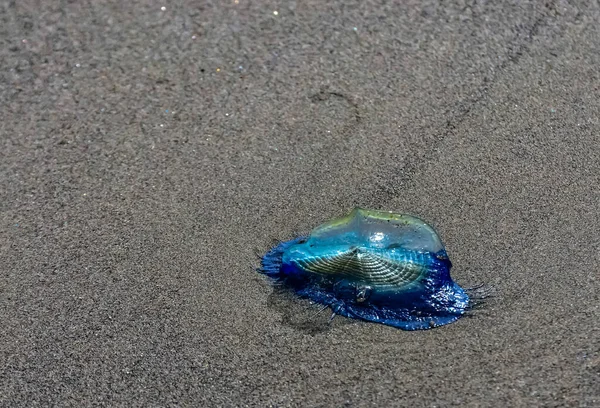 Modrá Medúza Velella Vyloděná Bouři Břehu Tichého Oceánu Olympijském Národním — Stock fotografie