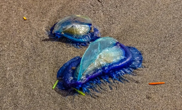 Medusas Azules Velella Llevadas Tierra Por Tormenta Las Orillas Del — Foto de Stock