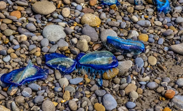 Μπλε Μέδουσες Vella Που Λαμβάνονται Στην Ξηρά Καταιγίδα Στις Ακτές — Φωτογραφία Αρχείου
