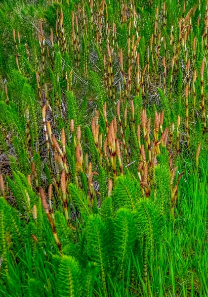 美国华盛顿奥林匹克国家公园内太平洋上的一种大型马尾或北方巨型马尾 马尾藻 — 图库照片