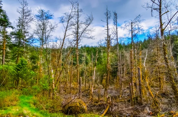 Oude Dode Bomen Het Bos Bij Stille Oceaan Olympic National — Stockfoto