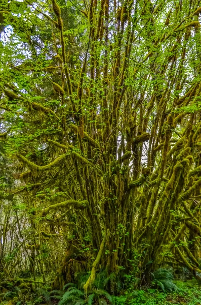 Επιφυτικά Φυτά Και Βρύα Κρέμονται Από Κλαδιά Δέντρων Στο Δάσος — Φωτογραφία Αρχείου