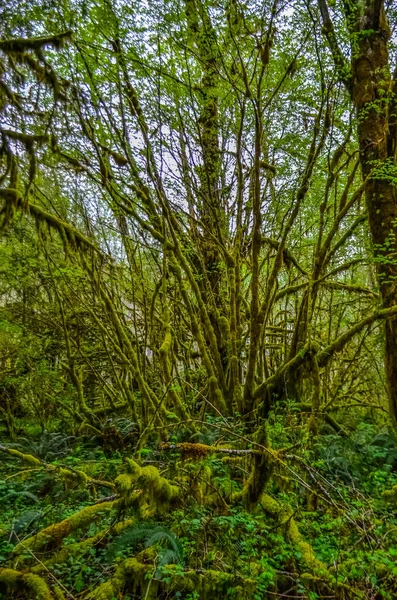 Des Plantes Épiphytes Mousse Humide Pendent Aux Branches Arbres Dans — Photo