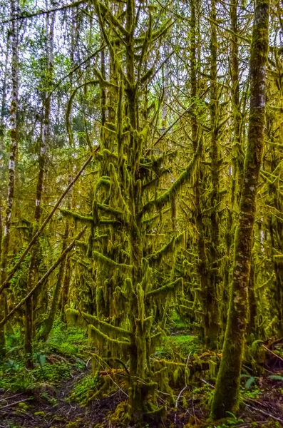 Epiphytische Planten Nat Mos Hangen Aan Boomtakken Het Bos Olympic — Stockfoto