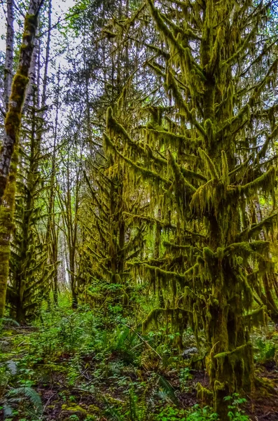 Epiphytische Pflanzen Und Nasses Moos Hängen Olympic National Park Washington — Stockfoto