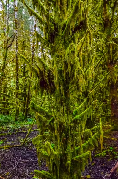 Piante Epifite Muschio Bagnato Pendono Dai Rami Degli Alberi Della — Foto Stock