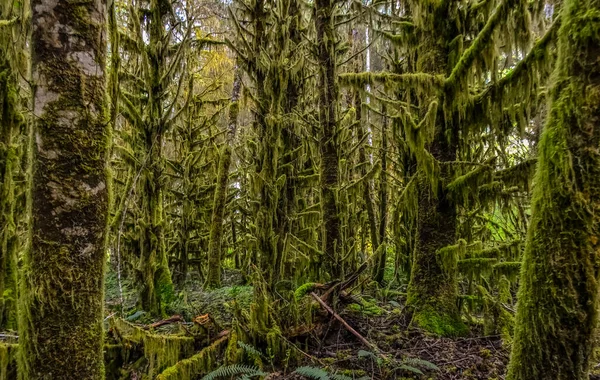 アメリカ合衆国ワシントン州オリンピック国立公園の森の木の枝から 空性植物や湿性苔が吊るされている — ストック写真