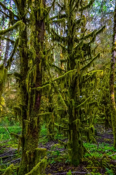 美国华盛顿奥林匹克国家公园的树枝上挂着植物和湿苔藓 — 图库照片