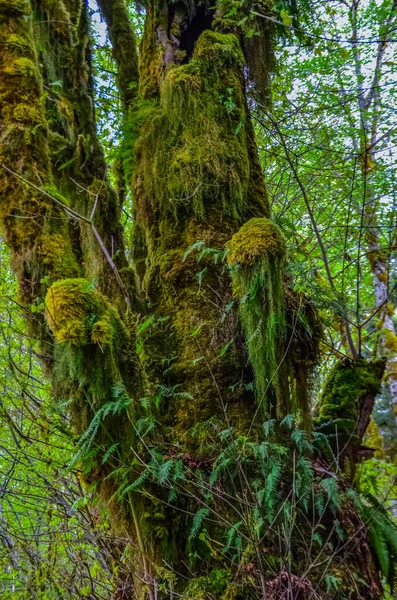 Επιφυτικά Φυτά Και Βρύα Κρέμονται Από Κλαδιά Δέντρων Στο Δάσος — Φωτογραφία Αρχείου