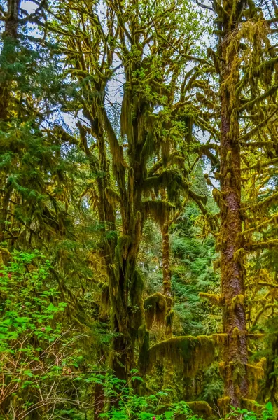 Epifytiska Växter Och Våt Mossa Hänger Trädgrenar Skogen Olympic National — Stockfoto