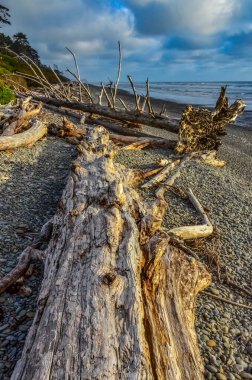 Olimpiyat, Ulusal Park, Washington, ABD 'de Pasifik Okyanusu' nda dalgaların çekildiği yerde devrilmiş ağaç gövdeleri.