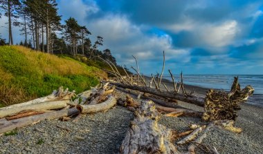 Olimpiyat, Ulusal Park, Washington, ABD 'de Pasifik Okyanusu' nda dalgaların çekildiği yerde devrilmiş ağaç gövdeleri.
