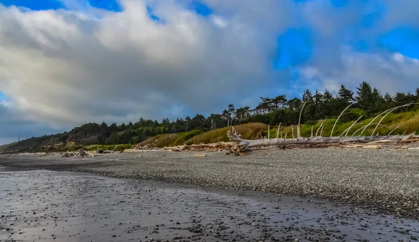 Olimpiyat Ulusal Park Washington Pasifik Okyanusu Nda Sular Çekildiğinde Devrilmiş — Stok fotoğraf