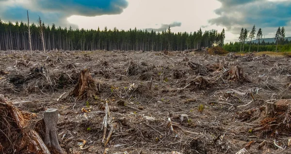 Abattage Des Arbres Beaucoup Souches Pins Abattus État Washington États — Photo