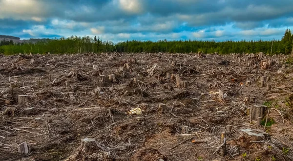 Abattage Des Arbres Beaucoup Souches Pins Abattus État Washington États — Photo