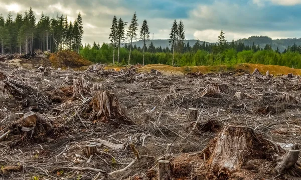 Abattage Des Arbres Beaucoup Souches Pins Abattus État Washington États — Photo