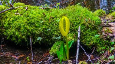 Batı Kokarca Lahanası (Lysichiton americanus), Olympic National Park, Washington, ABD