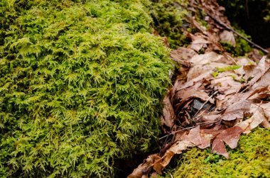 Islak bir ormanda bataklık bitkileri, yosunlar ve eğreltiotları. ABD, Washington Eyaleti