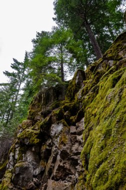 Islak bir ormanda bataklık bitkileri, yosunlar ve eğreltiotları. ABD, Washington Eyaleti