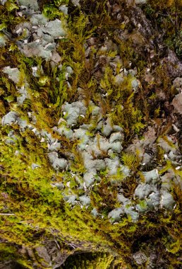 Islak bir ormanda bataklık bitkileri, yosunlar ve eğreltiotları. ABD, Washington Eyaleti