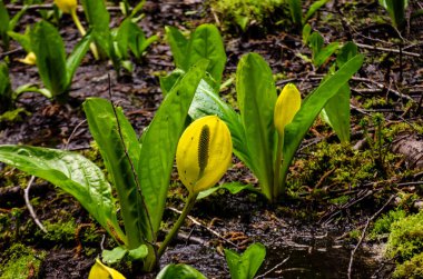 Batı Kokarca Lahanası (Lysichiton americanus), Olympic National Park, Washington, ABD