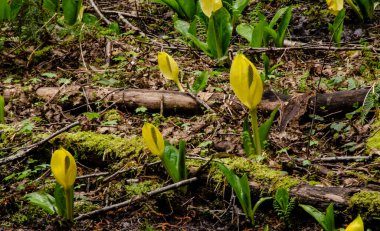 Batı Kokarca Lahanası (Lysichiton americanus), Olympic National Park, Washington, ABD