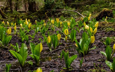 Batı Kokarca Lahanası (Lysichiton americanus), Olympic National Park, Washington, ABD