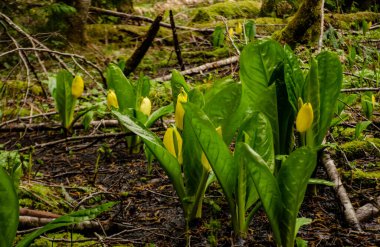 Batı Kokarca Lahanası (Lysichiton americanus), Olympic National Park, Washington, ABD