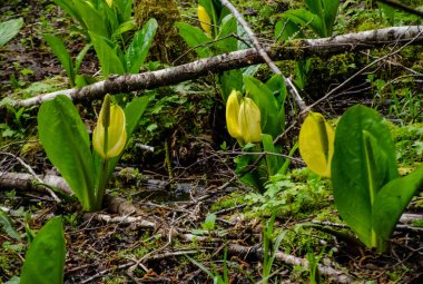 Batı Kokarca Lahanası (Lysichiton americanus), Olympic National Park, Washington, ABD