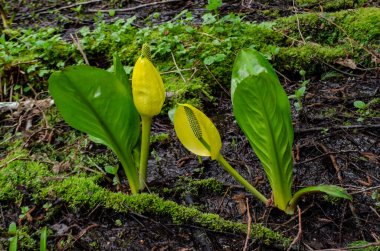 Batı Kokarca Lahanası (Lysichiton americanus), Olympic National Park, Washington, ABD