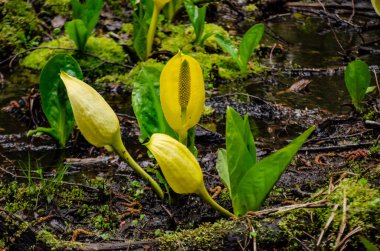 Batı Kokarca Lahanası (Lysichiton americanus), Olympic National Park, Washington, ABD