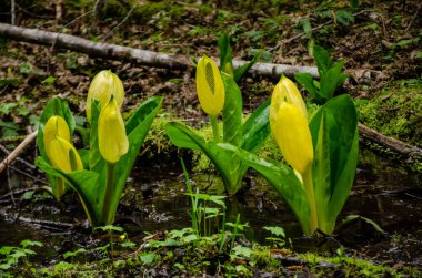 Batı Kokarca Lahanası (Lysichiton americanus), Olympic National Park, Washington, ABD