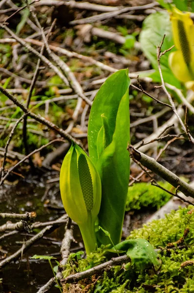 Western Skunk Cabbage (Lysichiton americanus) in a red alder grove, Olympic National Park, Washington, USA