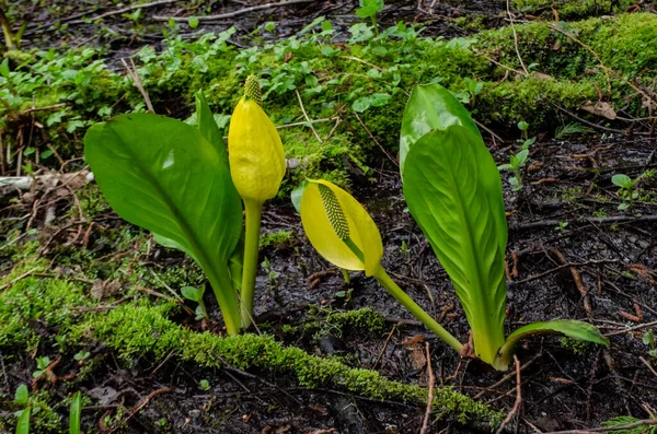 Batı Kokarca Lahanası (Lysichiton americanus), Olympic National Park, Washington, ABD