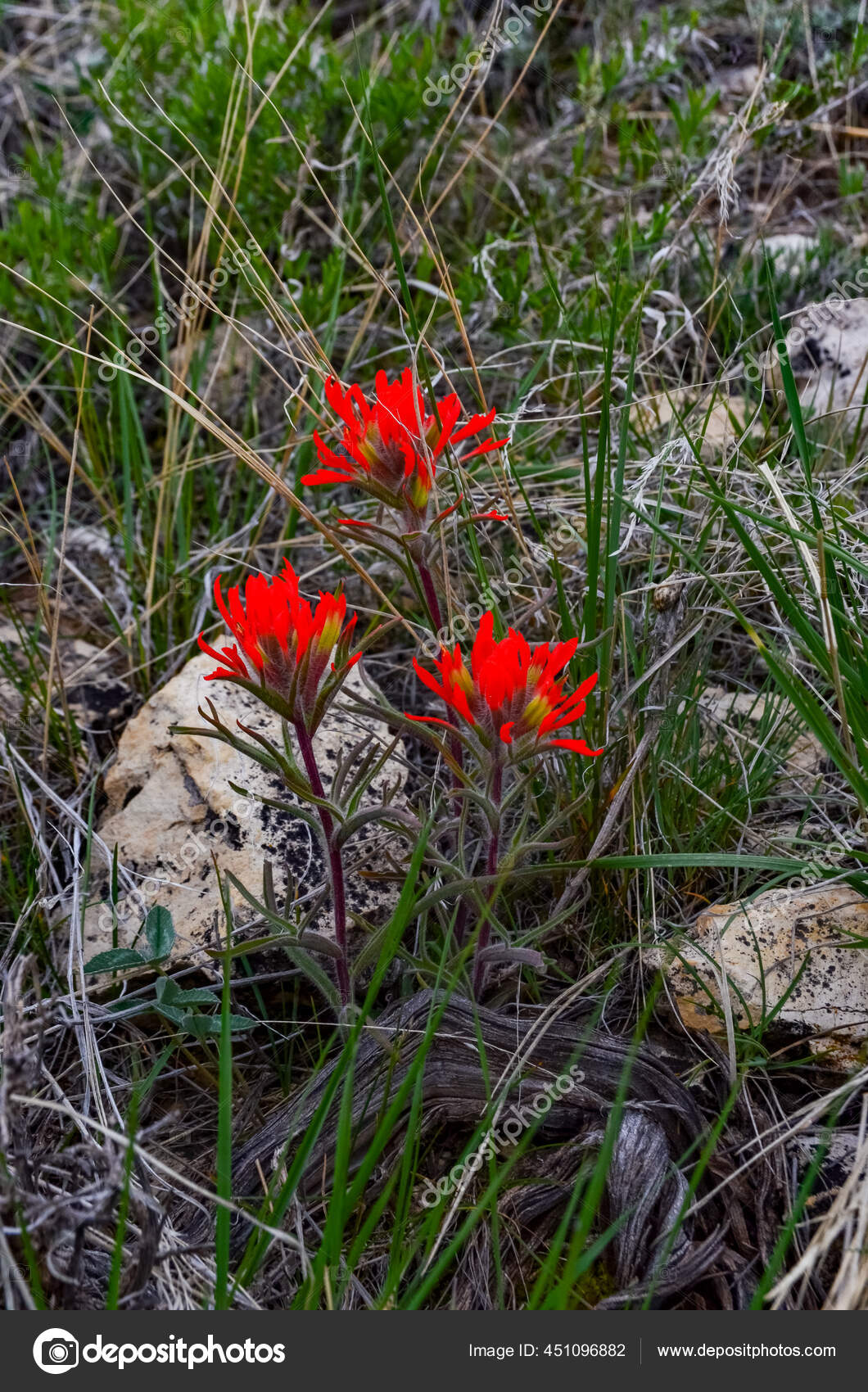 desert paintbrush desert paintbrush