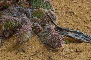 Dikenli Armut Kaktüsü, Opuntia Sp. Beyaz dikenli, Utah USA