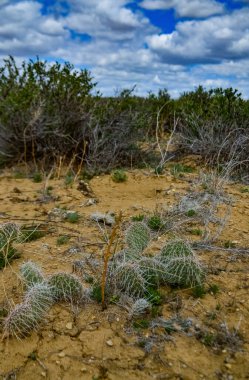 Dikenli Armut Kaktüsü, Opuntia Sp. Beyaz dikenli, Utah USA