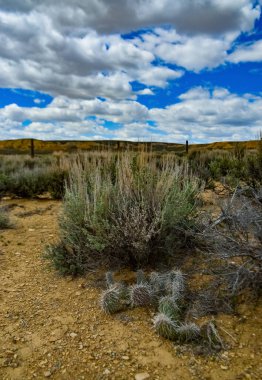 Dikenli Armut Kaktüsü, Opuntia Sp. Beyaz dikenli, Utah USA