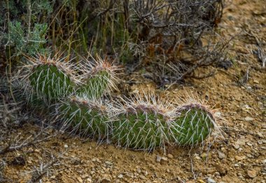 Dikenli Armut Kaktüsü, Opuntia Sp. Beyaz dikenli, Utah USA