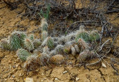 Dikenli Armut Kaktüsü, Opuntia Sp. Beyaz dikenli, Utah USA