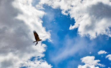 Büyük bir yırtıcı kuş Utah, ABD 'de, pençelerinde balıklarla bulutların arka planına doğru uçar.