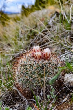 Sarı çiçekli kaktüs Escobaria Sp. Utah 'ın kuzeyinde, ABD